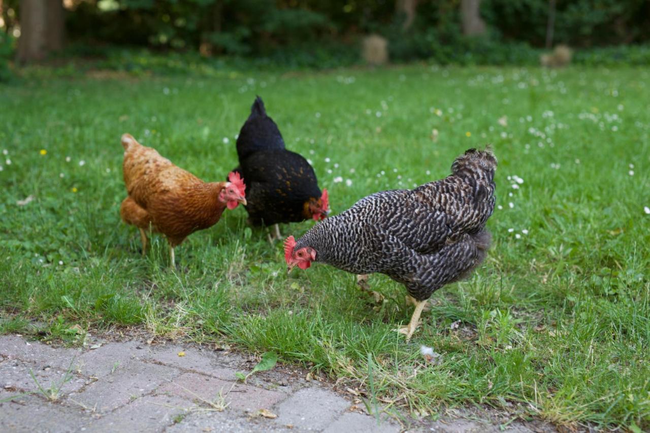 B&B Boerderij De Vaete - Duurzaam Genieten In De Zak Van Zuid-Beveland Heinkenszand Ngoại thất bức ảnh