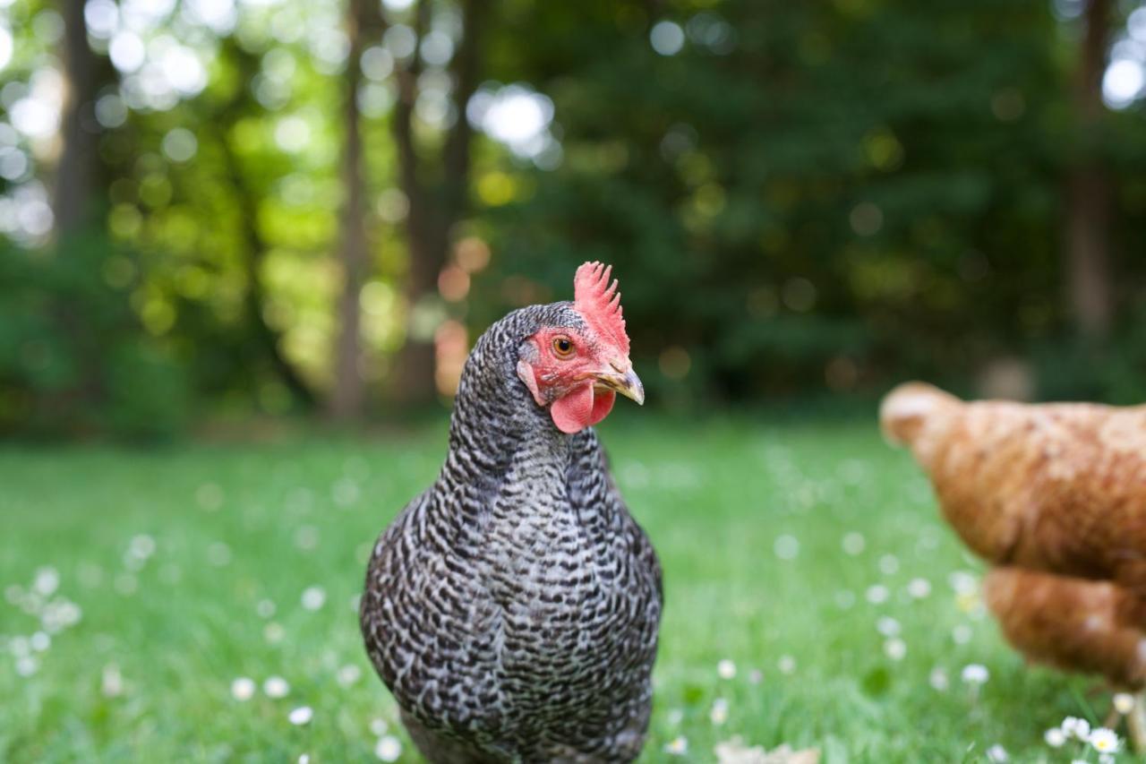 B&B Boerderij De Vaete - Duurzaam Genieten In De Zak Van Zuid-Beveland Heinkenszand Ngoại thất bức ảnh